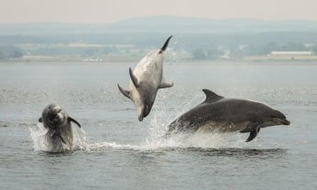 Bottlenose dolphins off Chanonry Point.