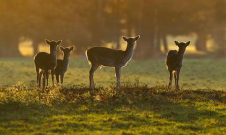 Fallow deer during Autumn rut at Holkham Hall Norfolk