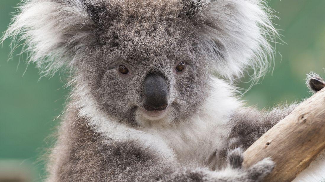 <strong>Moonlit Sanctuary:</strong> Located at the top of the Mornington Peninsula, Moonlit Sanctuary is home to more than 10,000 native Australian trees and plants as well as more than 30 animal enclosures.